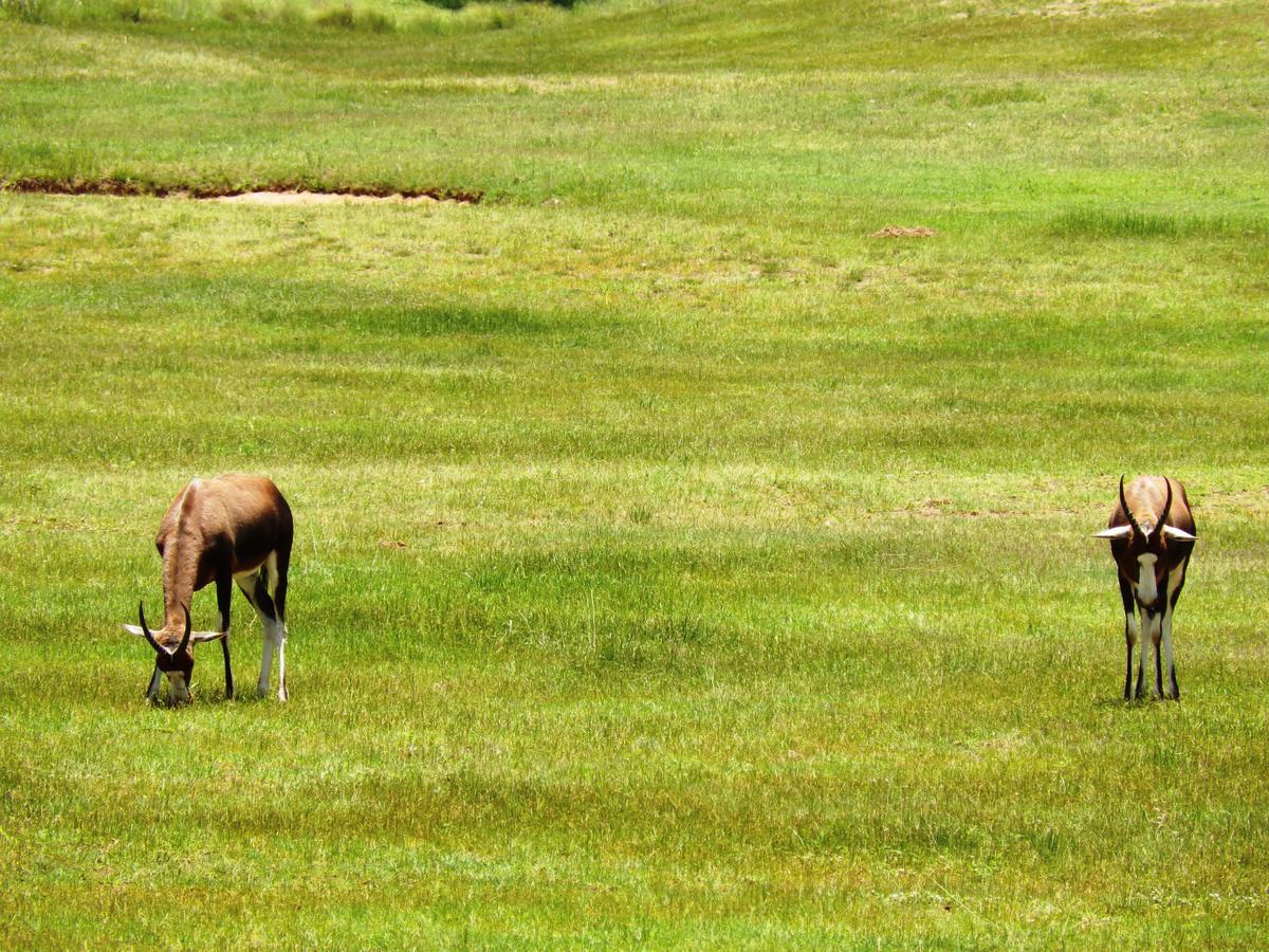 Legend Simba Safari - Legend Golf Safari