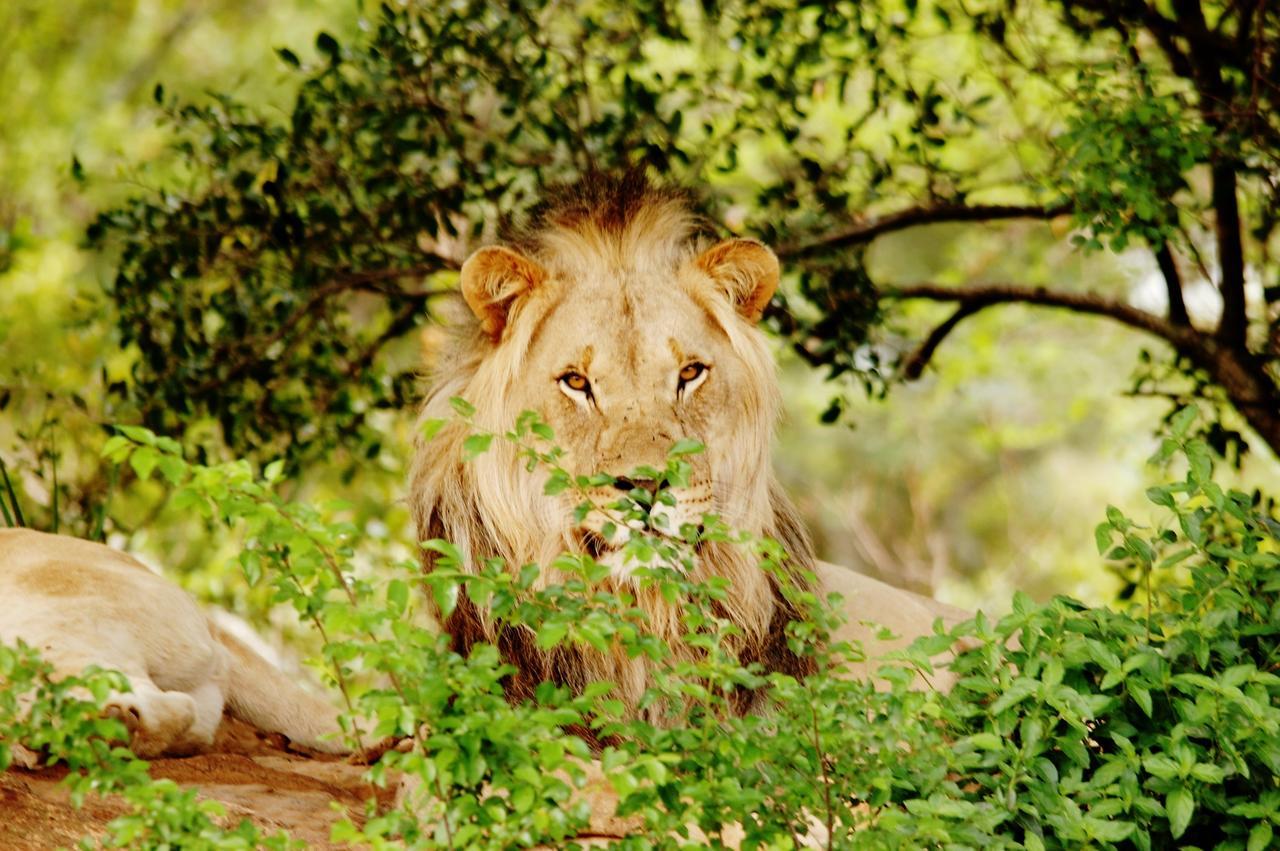 Resort Legend Simba Safari - Legend Golf Safari Golders Green